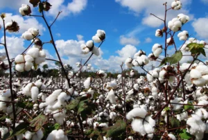 Why Organic Cotton?