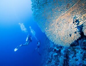 3. Dive into the Blue Abyss: Scuba Diving at Tarkwa Bay and Coral Island