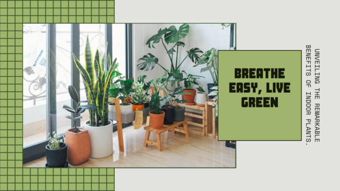 Breathe Easy, Live Green: Unveiling the Remarkable Benefits of Indoor Plants
