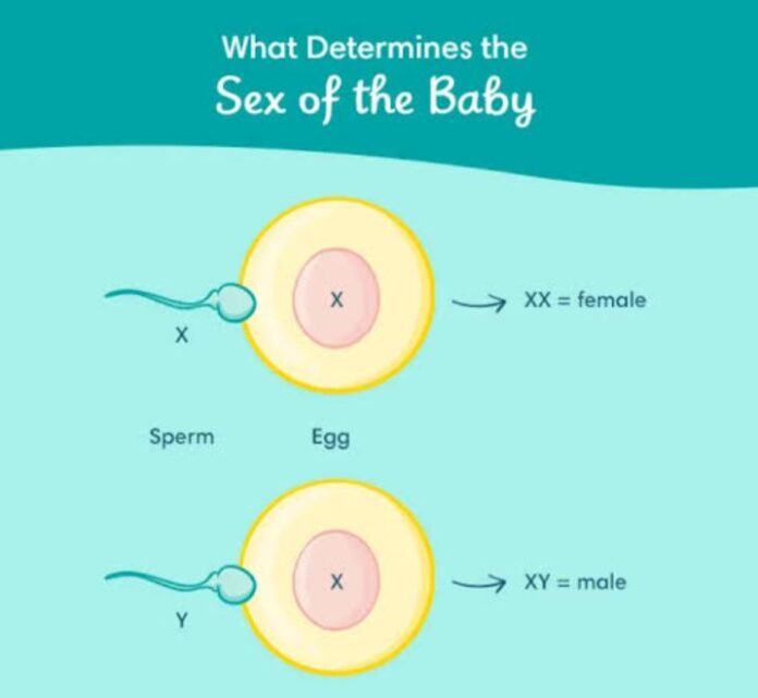 How to Determine Your Baby's Sex: Key Factors and Timing