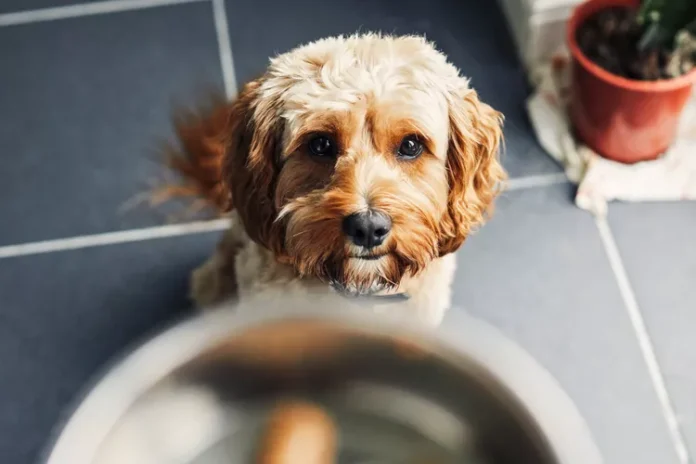 Toxic Foods for Dogs: 7 Dangerous Foods You Must Avoid