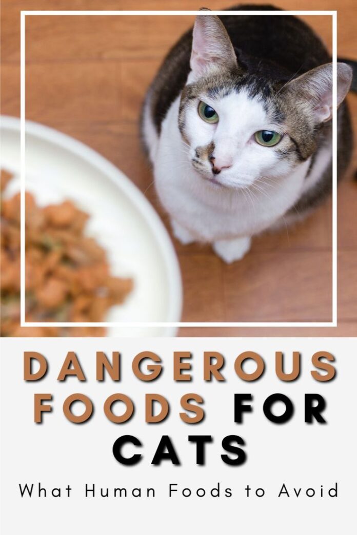 6 Foods You Should Never Feed Your Cat